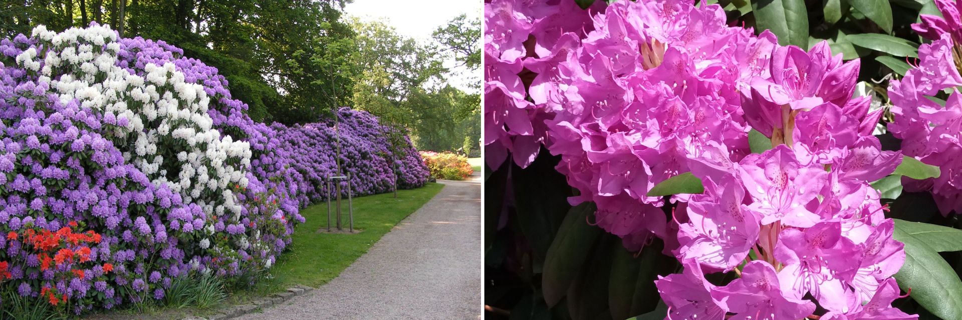 Sofiero_aflangtbillede