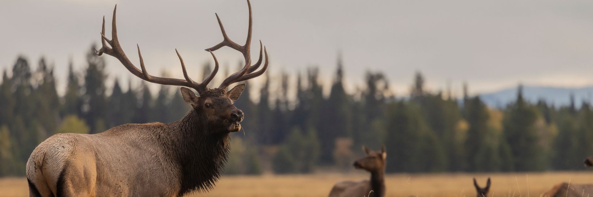 Kronvildt_aflangtbillede