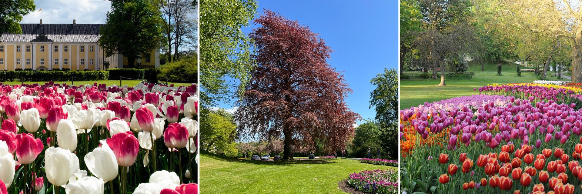 Tulipanfest_aflangtbillede