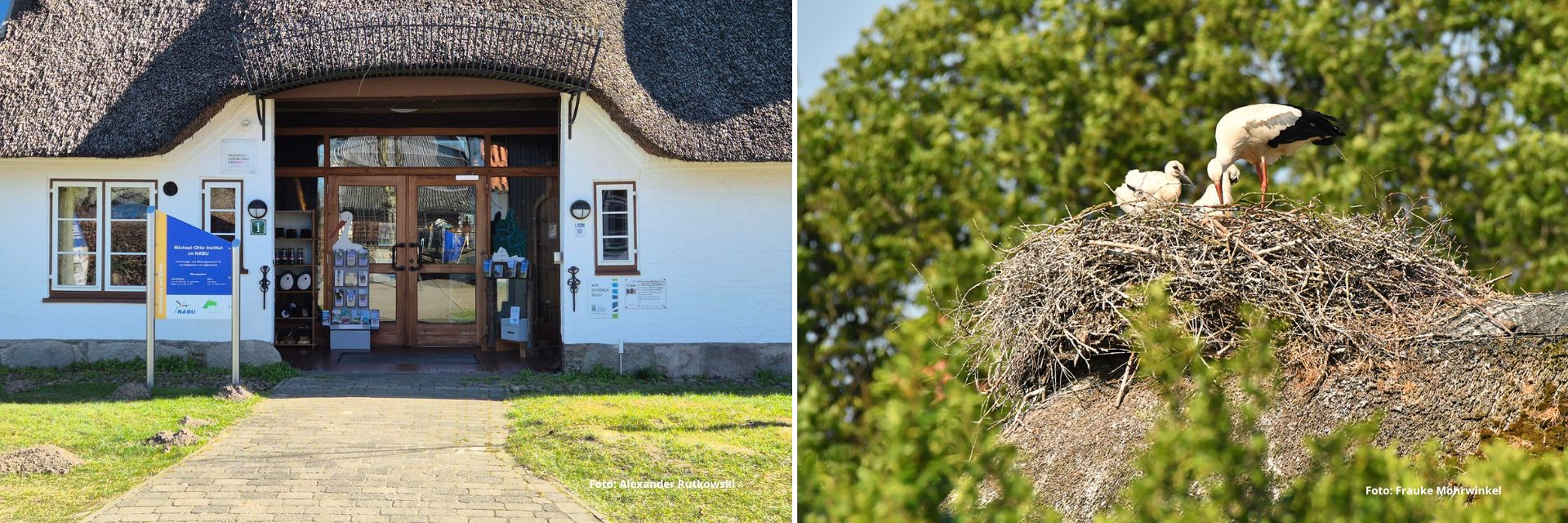 Storke_aflangtbillede